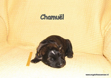 Chamuël, 1 week
